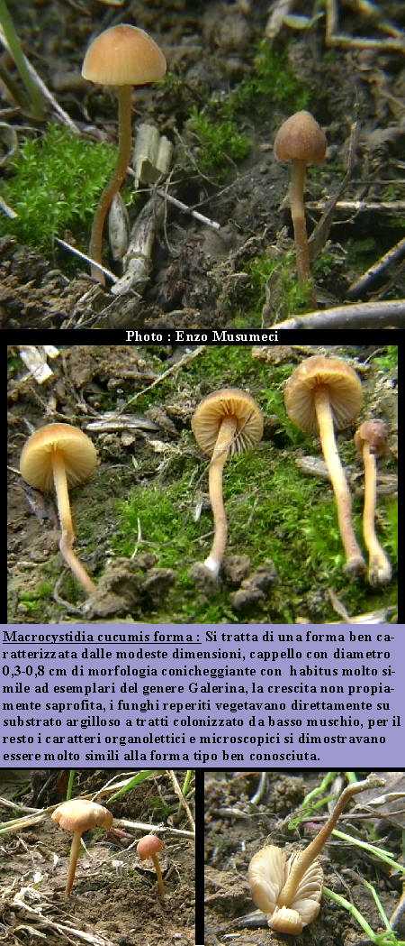 Macrocystidia cucumis var. minor (Joss.) Contu